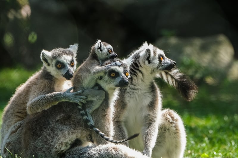 Join group excursions