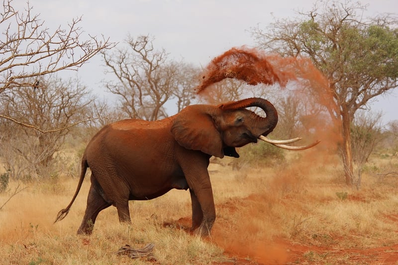 Kenya Safari